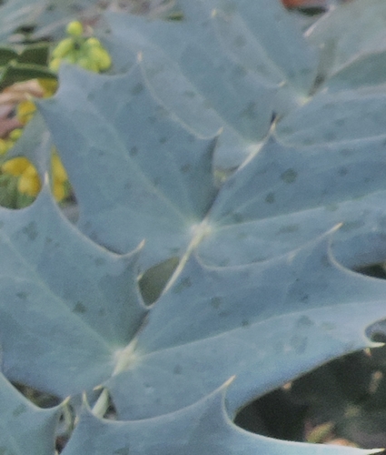 Mahonia sp (Berberidaceae)  orig. Cina